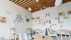 加盟開家寵物店利潤怎么樣