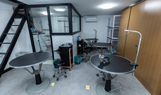 大學生開寵物店可不可以